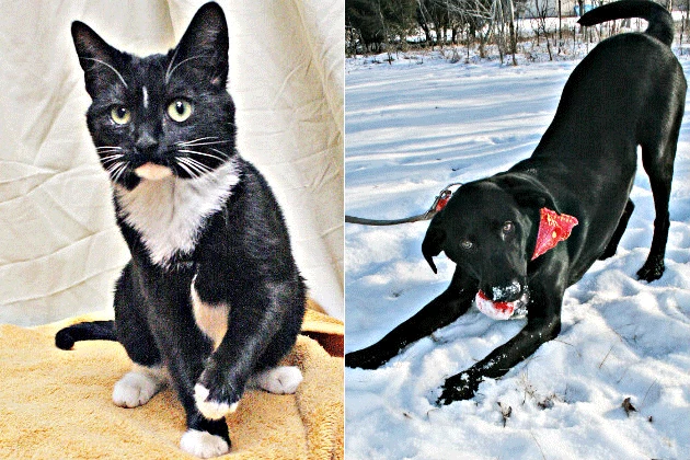 Pet Patrol: Meet Midnight and Major