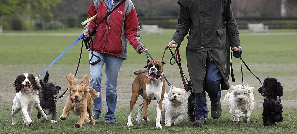 Should Minnesotans Get Paternity Leave&#8230;for Pets? [POLL]