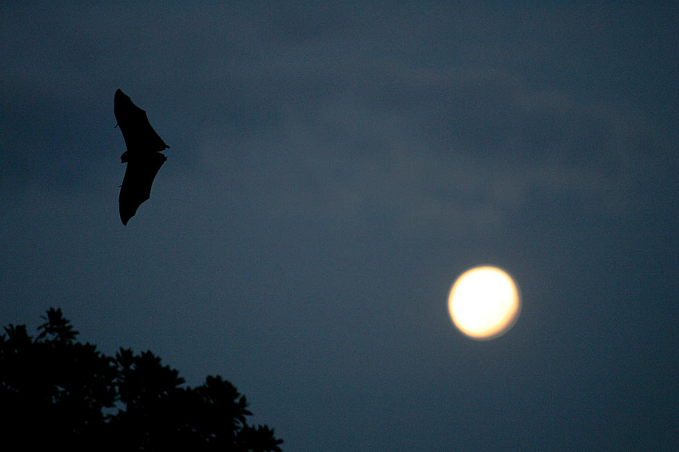 Bats Infected With Deadly Fungus In Northern Minnesota