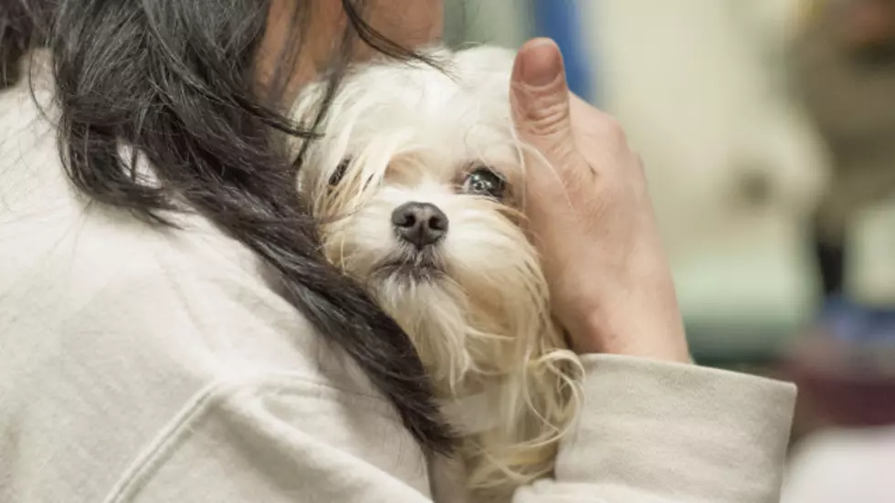 Minnesota Couple Surrenders 95 Dogs