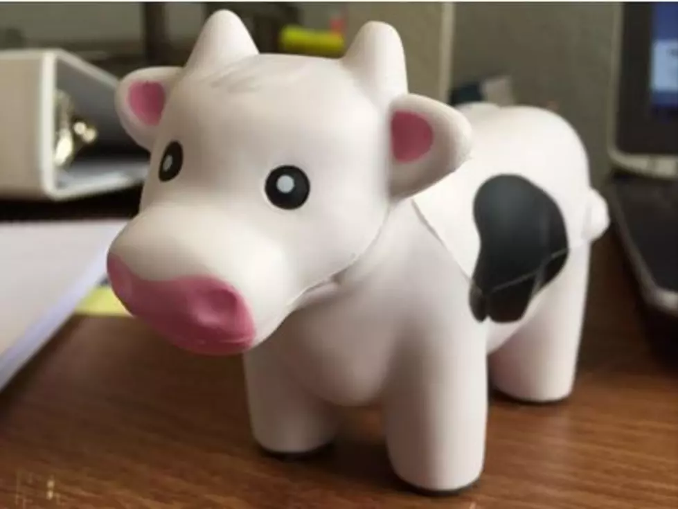 I Milked A Fake Talking Cow At The Benton County Fair [VIDEO]