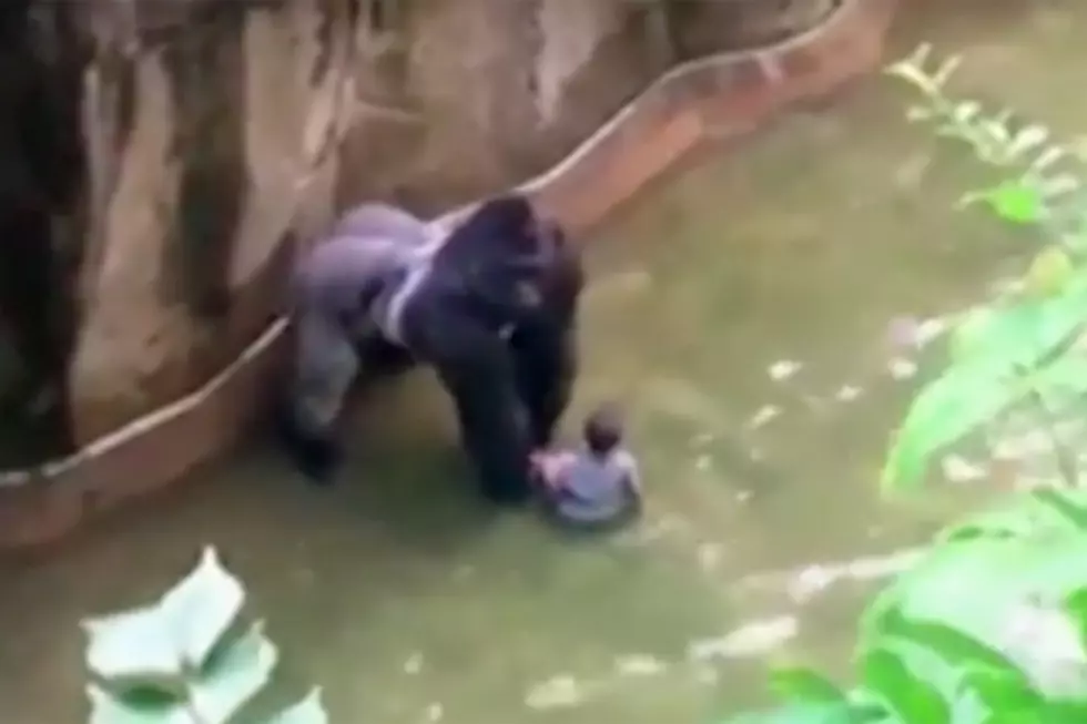 Zoo Kills Gorilla After Boy Falls Into Enclosure [Crazy Video]