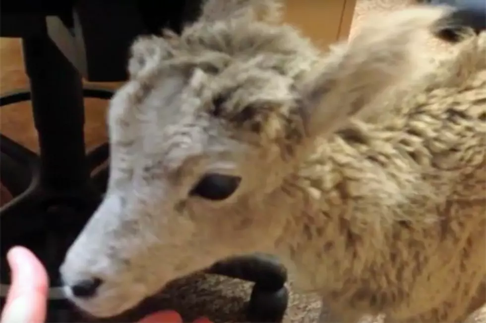 ‘Rocky’ The Bighorn Sheep Visits the 98.1 Studio [Watch]
