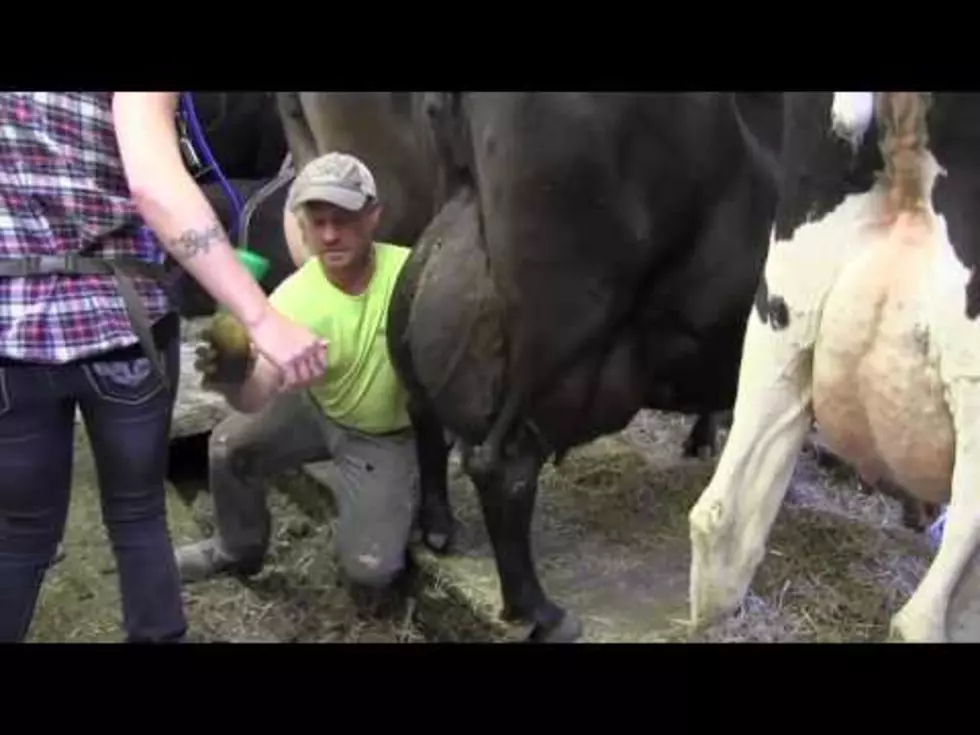 June is DAIRY MONTH! Ava’s Afternoon As A Dairy Farmer [VIDEO]