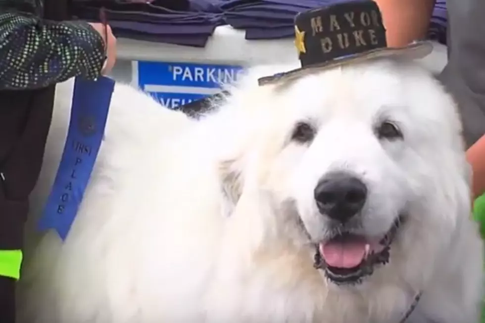 Dog Runs for Mayor of Minnesota Town, and Wins [VIDEO]