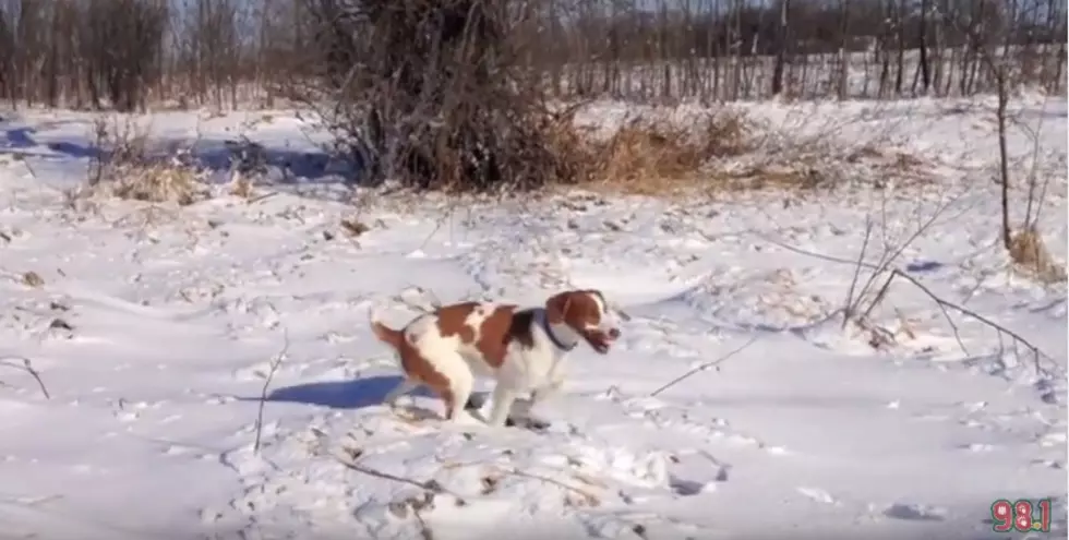 Ava Pheasant Hunts In Renville County [Watch]
