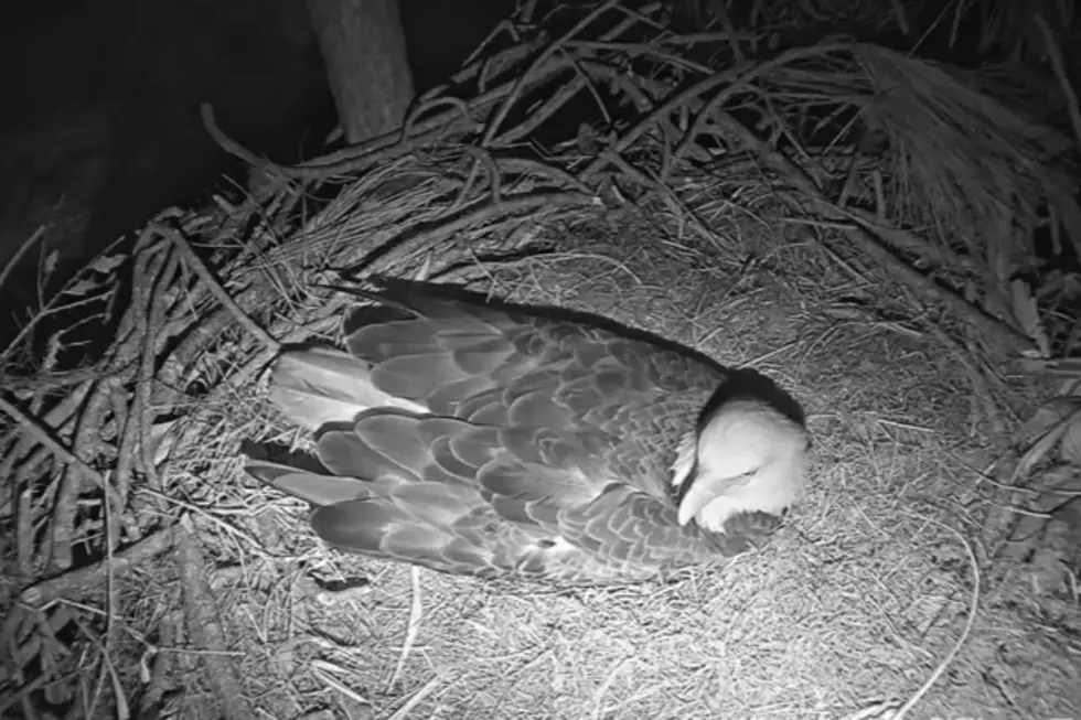 The Nation is Watching Live Eagle Cam, Waiting for Eggs to Hatch [LIVE STREAM]