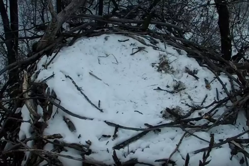 Minnesota DNR Eagle Cam is On Again – Baby Eagles On The Way [WATCH LIVE]