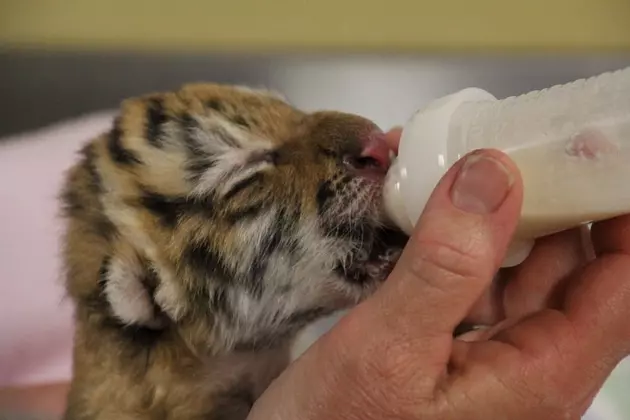 Minnesota Zoo Welcomes Endangered Tiger Cub [VIDEO]