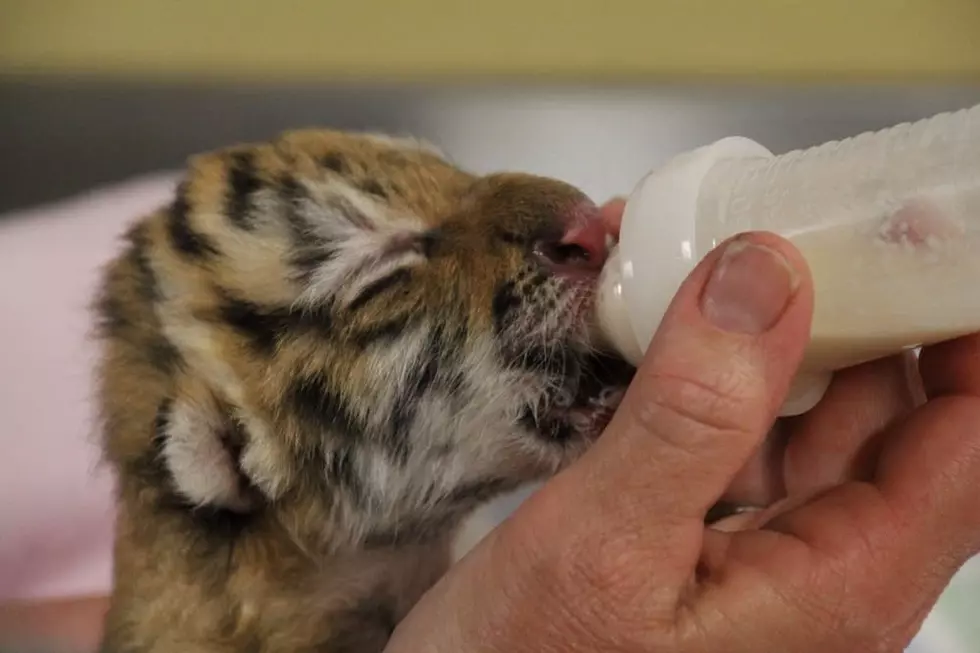 Minnesota Zoo Welcomes Endangered Tiger Cub [VIDEO]