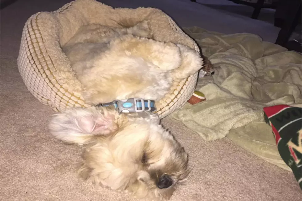 Does Your Pet Sleep In a Weird Position? Share Your Pictures With Us!