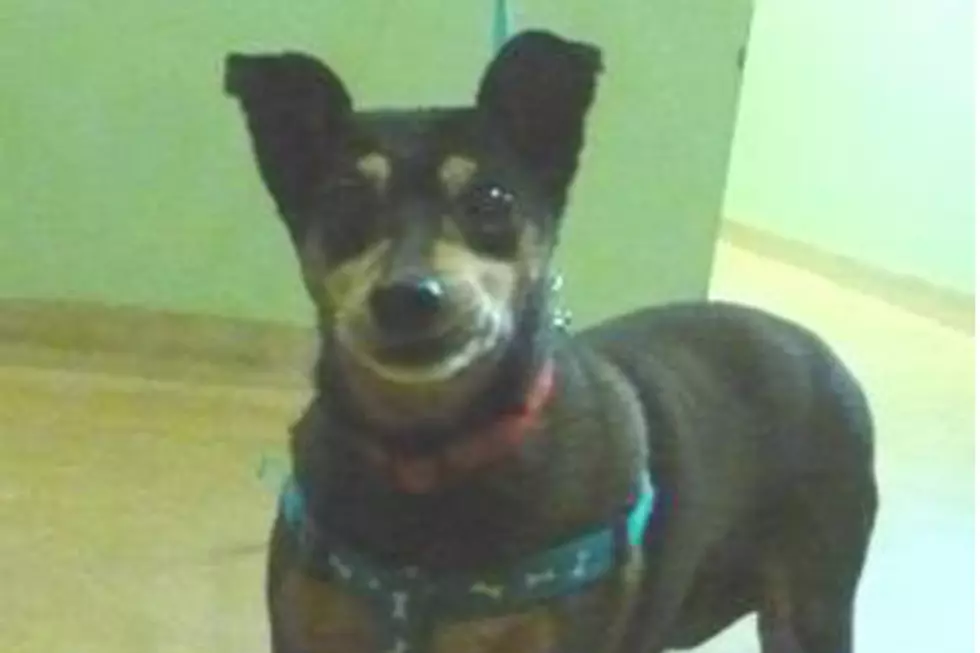 Tri-County Humane Society Pet of the Week: Jake the Miniature Pinscher [Watch]