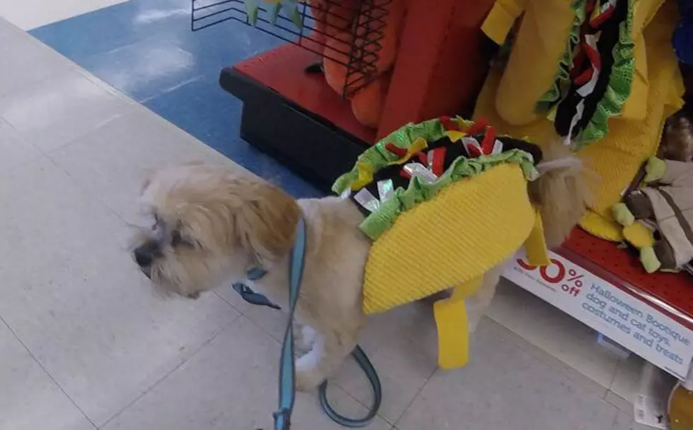 Dressing My Dog up for Halloween [Watch]