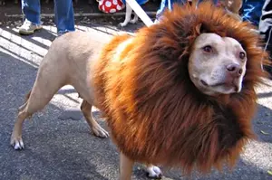 Great Halloween Costumes For Your Pet [WATCH]