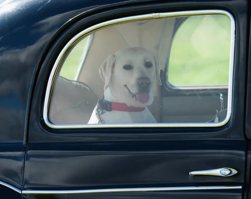 5 Things To Do If You See a Dog Trapped in a Hot Car