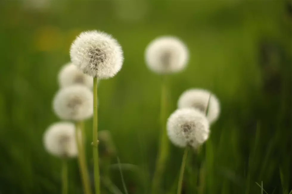 Why You Shouldn’t Kill Dandelions (Right Away) on Minnesota Lawns