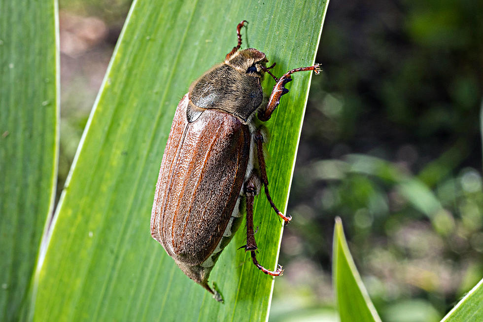 Sticky Icky June Bugs: The Original Color Forms