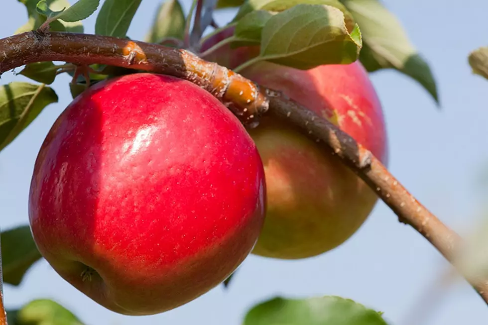 Central Minnesota&#8217;s Best Apple Orchard&#8217;s Are Bringing In The Fall Season