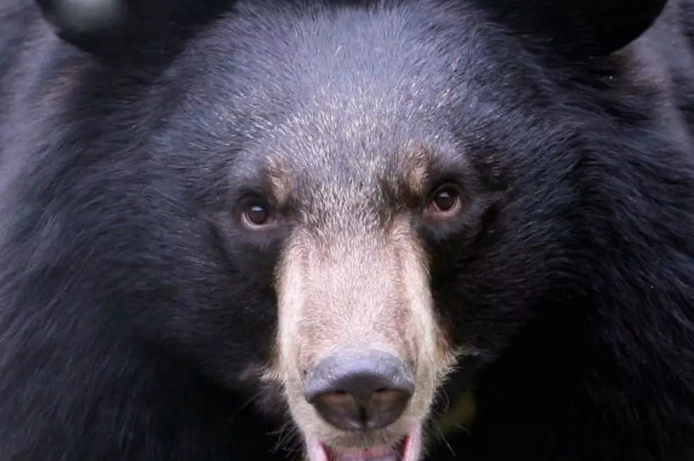 Man Faces Charges for Killing Bear on Red Lake Reservation