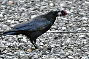 What This Crow Was Eating Will Shock You