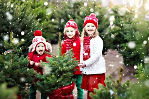 Healthy Christmas Trees in 3 Easy Steps