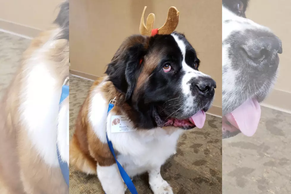 Internet-Famous Dog Spreads Cheer at Monticello Hospital