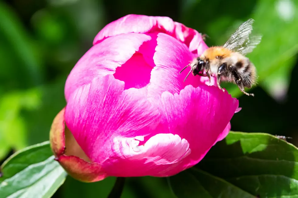 Minnesotans Will Get Paid To Make Lawns Bee Friendly