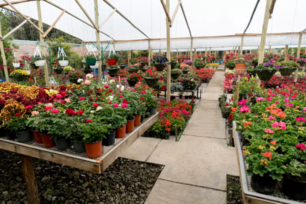 Master Gardeners Plant Sale Is Back!