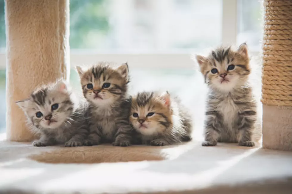 It&#8217;s Raining Kittens:  Kitten Shower At Tri County Humane Society