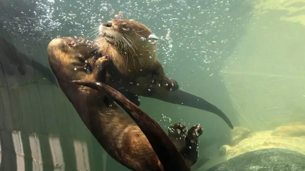 Otter Filmed Swimming Under Spearfishing Hole on Minnesota Lake