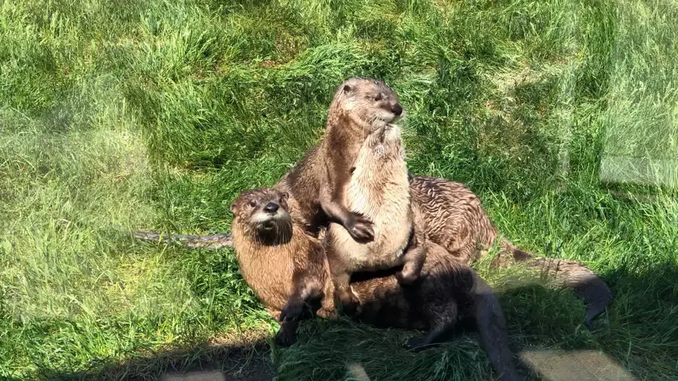 This Interactive River Otter Exhibit is 30 Mins from St. Cloud