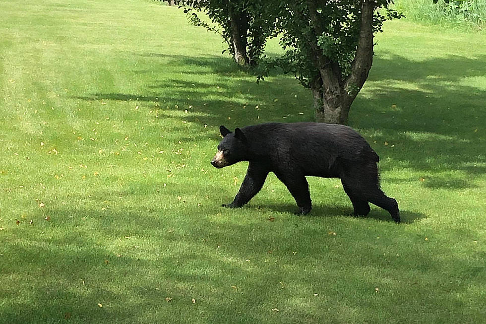 Black Bear Spotted Between Long Prairie and Grey Eagle