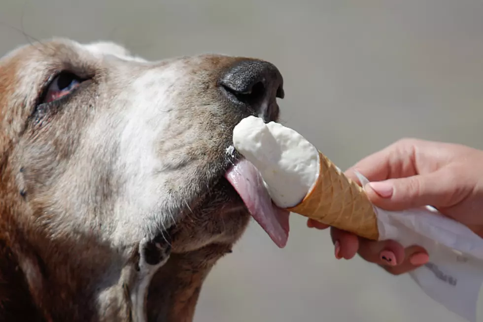 Aldi Offering Cheese &#038; Bacon Ice Cream For Your Dog