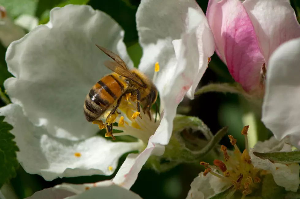 Build A Pollinator&#8217;s Paradise Container Garden in your Backyard
