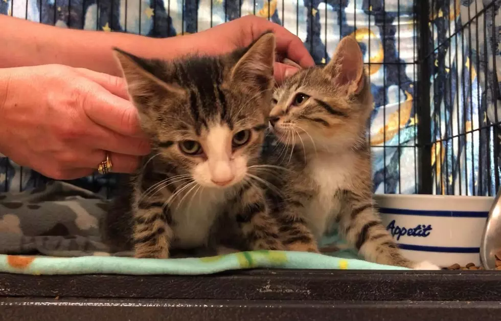 Kittens 2-Purr-1 This Weekend at Tri-County Humane Society