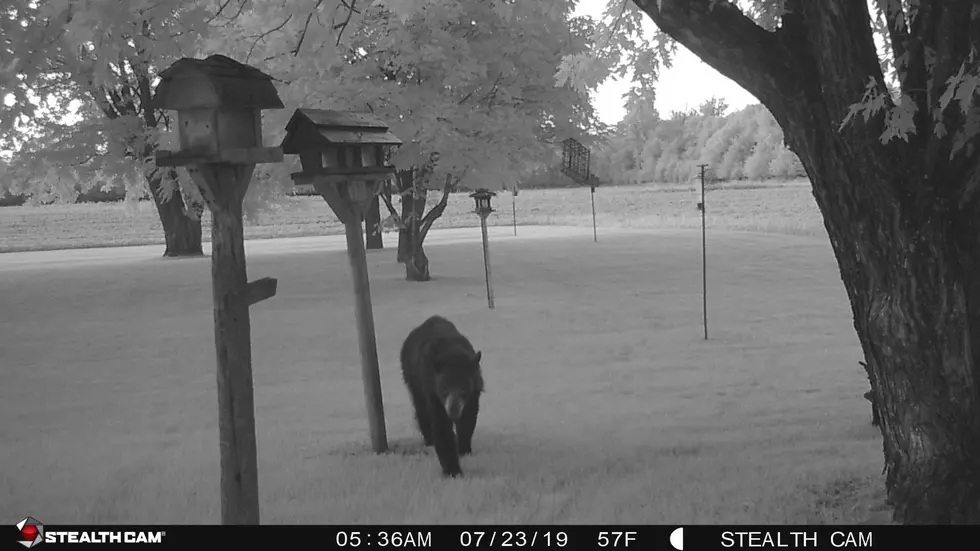 A Bear&#8217;s Been Visiting My Parents Home In Princeton