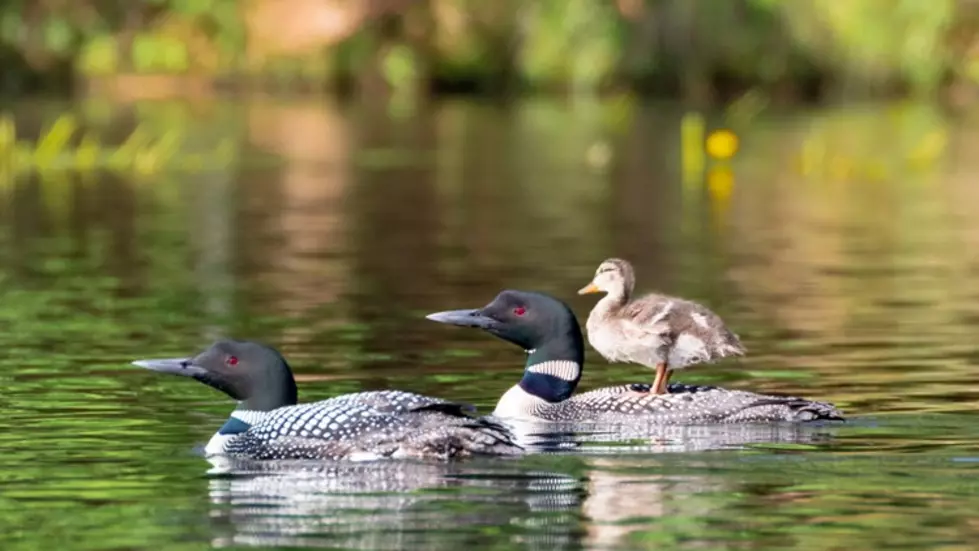 Loon Family Adopts Wayward Duckling