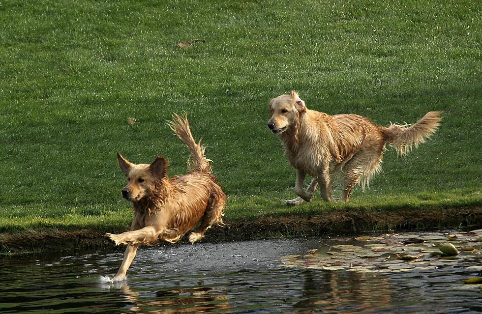 Hot Dry Weather- Keep Dogs Out of Minnesota Lakes