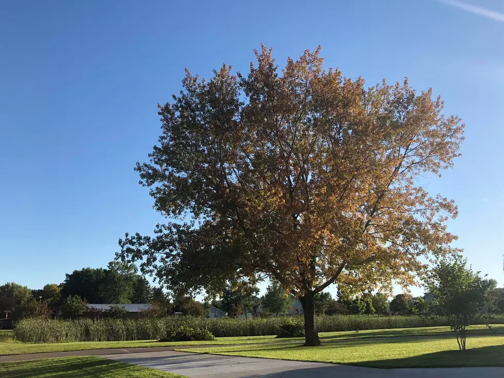 Fall Colors Peeking Through In the St. Cloud Area [Photo Gallery]