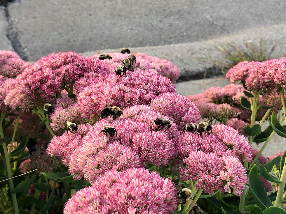 Noticing More Bees Around St. Cloud? Here’s Why