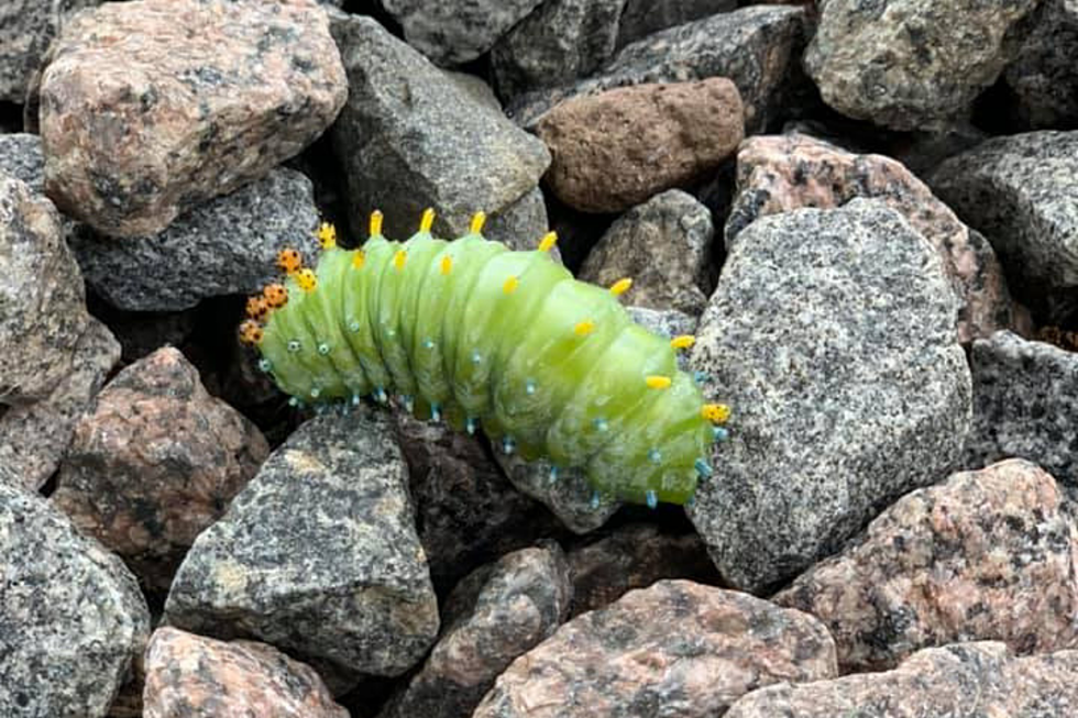 Are These Minnesota Caterpillars Safe to Touch?