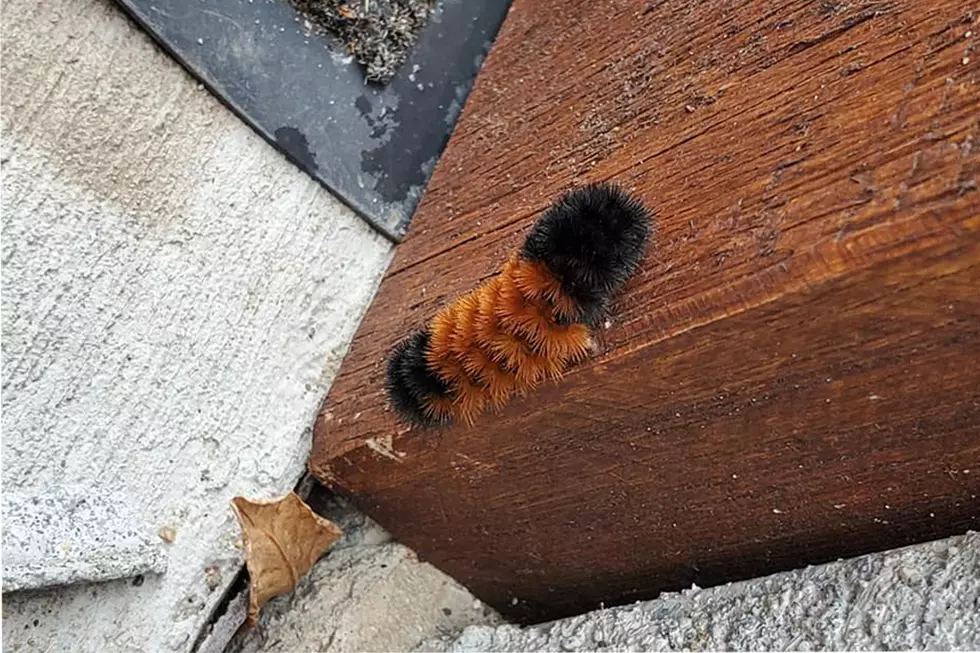 Minnesota Caterpillar’s Coloring Predicts the Upcoming Winter