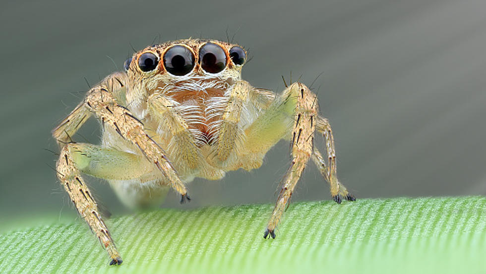 Fear-Fueled Minnesota DJ -Sleepless Night Amidst Spooky Arachnid Encounter