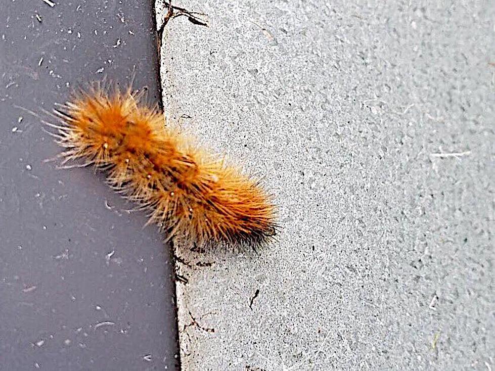 Be Careful Handling this Skin-Irritating Minnesota Caterpillar