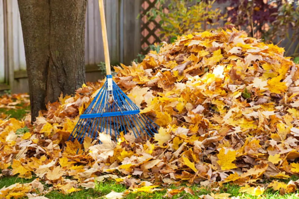 My Tree…Your Yard: Who Rakes The Leaves?