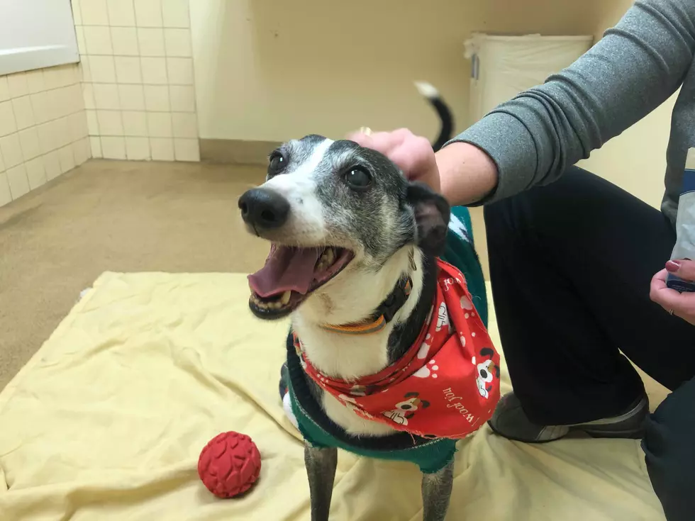 Joey the Dog is Dressed Up For Thanksgiving Dinner at a New Home