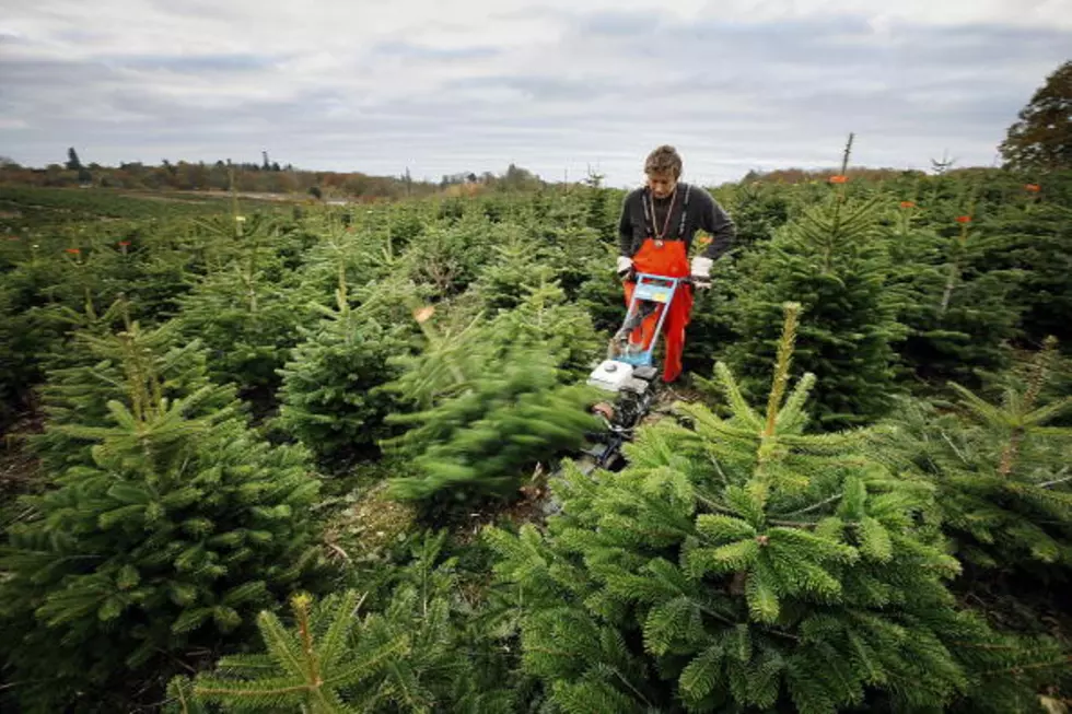 5 Reasons To Get a &#8216;Real&#8217; Tree for Christmas