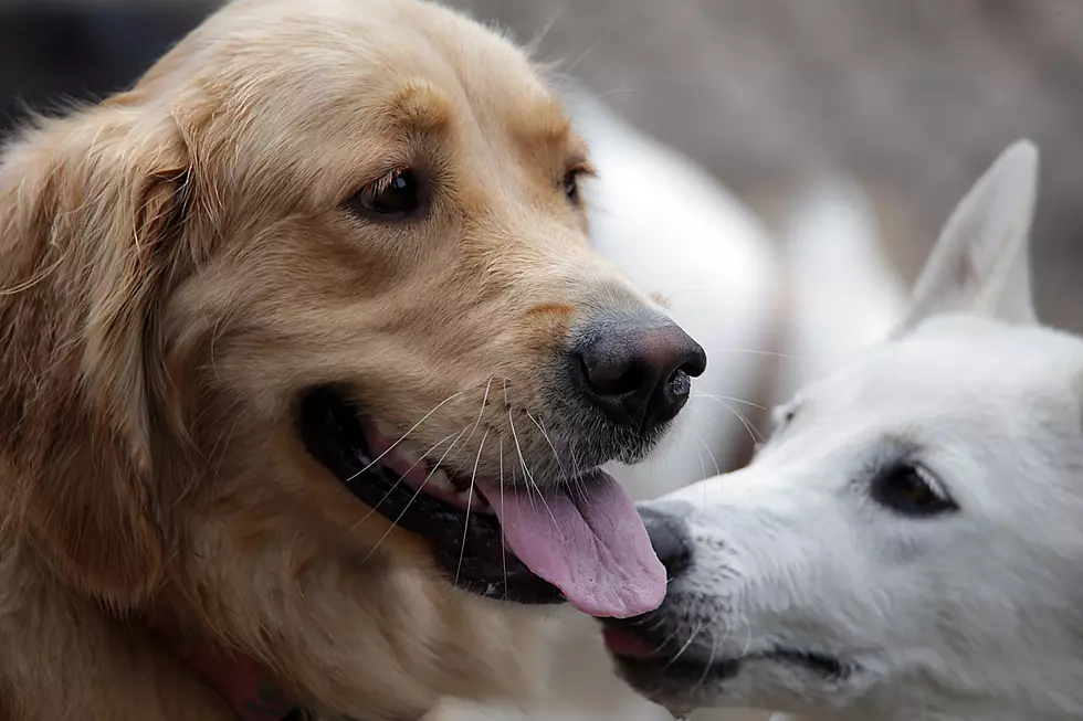 Minnesota&#8217;s First &#8216;Dog Bar&#8217; Opens in Minneapolis