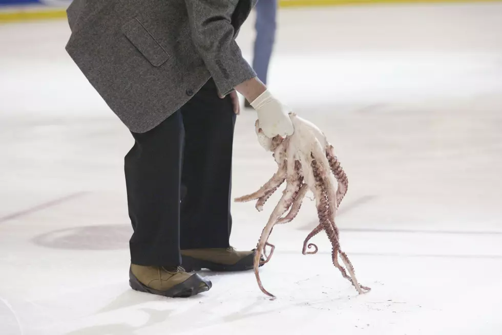 Red Wings Fan Tosses Dead Octopus on to Xcel Energy Center Ice
