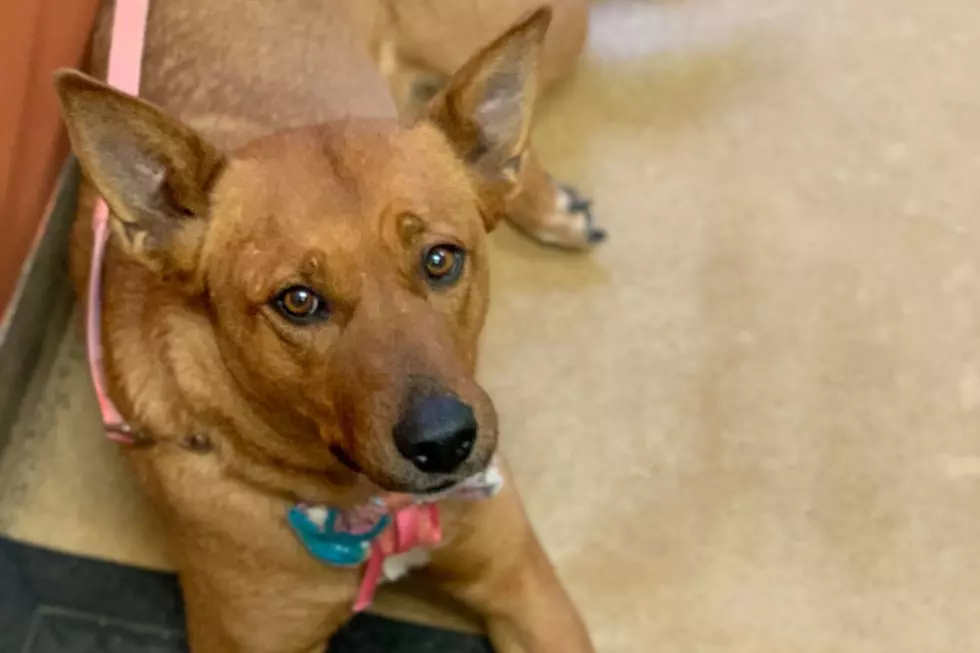 Stray Dog &#8220;Duke&#8221; at Tri-County Humane Society is Looking for Her Owner